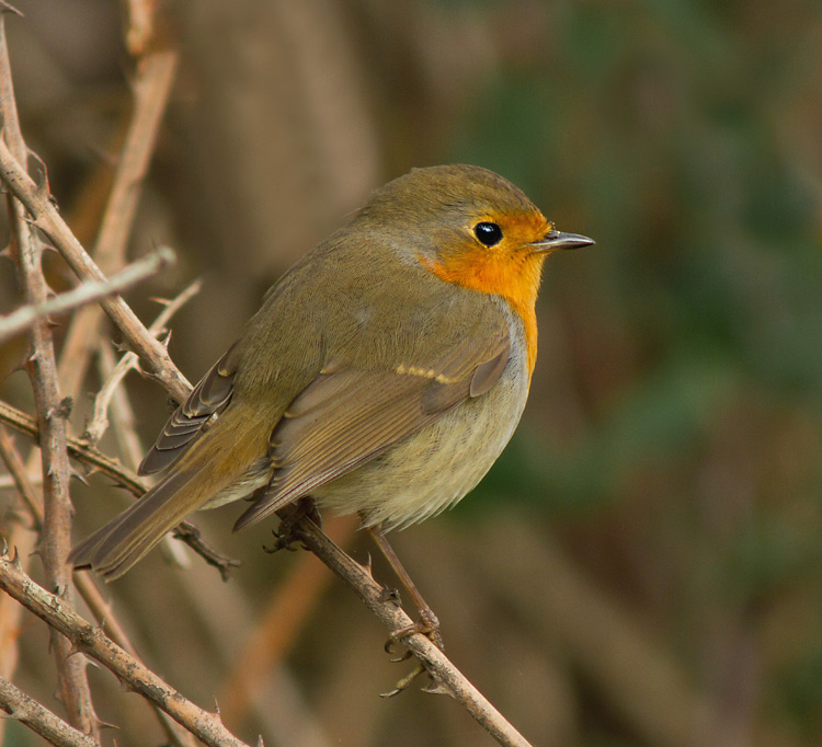 Pit-roig (Erithacus rubecula)