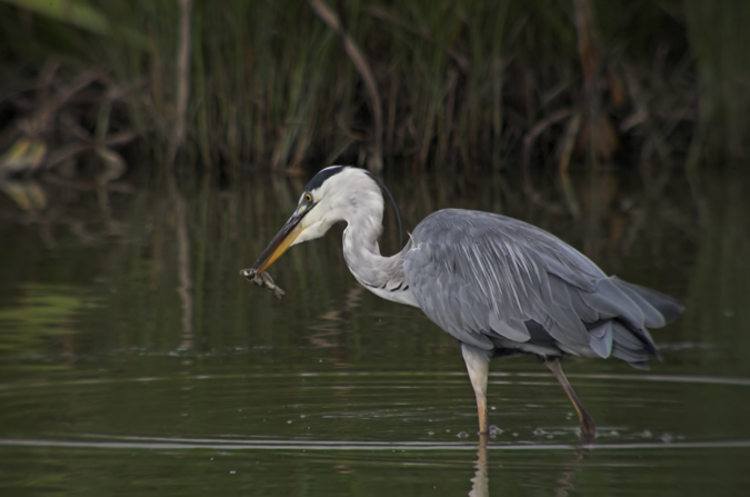 Bernat pescaire (Ardea cinerea)