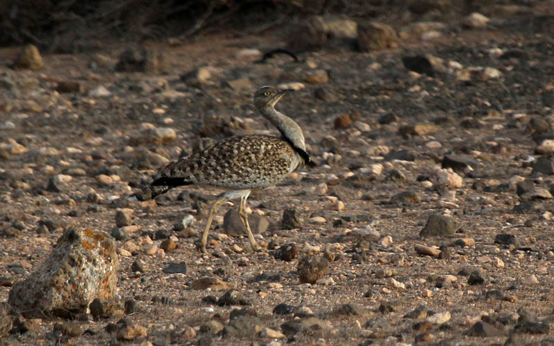 Hubara (Chlamydotis undulata)