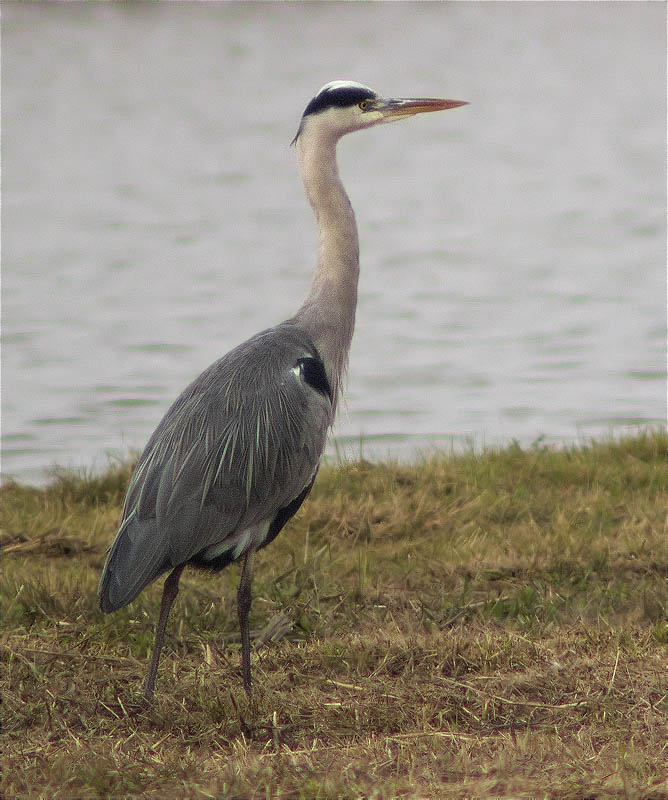 Bernat pescaire (Ardea cinerea)