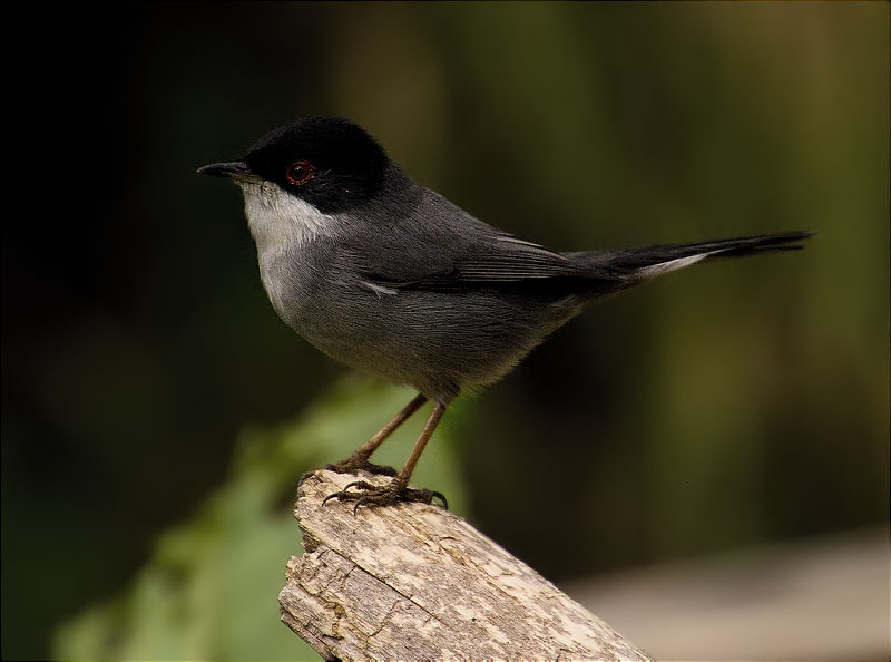 Mascle de Tallarol capnegre (Sylvia melanocephala)