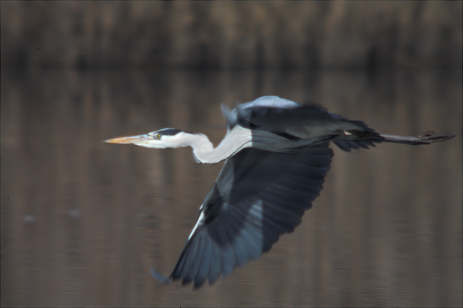 Bernat pescaire (Ardea cinerea)