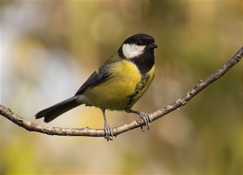 Mallerenga carbonera (Parus major)