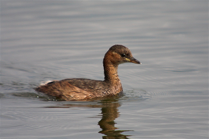 Cabusset (Tachybaptus ruficollis)