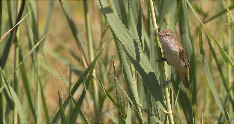 Balquer (Acrocephalus arundinaceus)