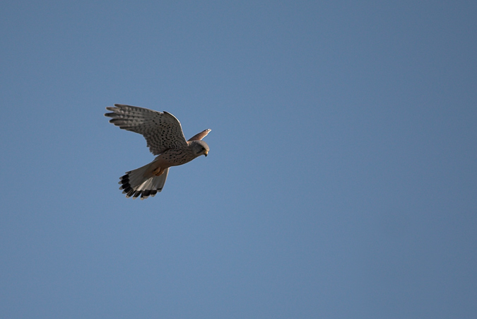 Xoriguer comú (Falco tinnunculus) 3de3