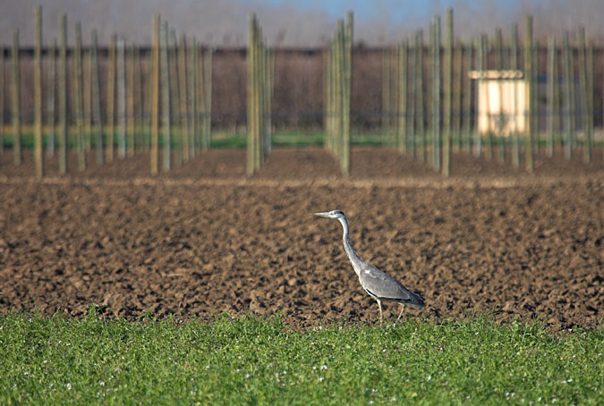 Bernat pescaire (Ardea cinerea)