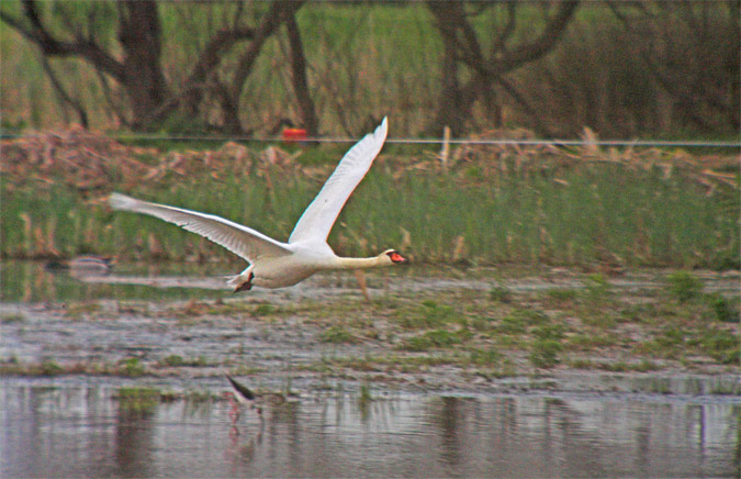 Cigne mut (Cygnus olor)