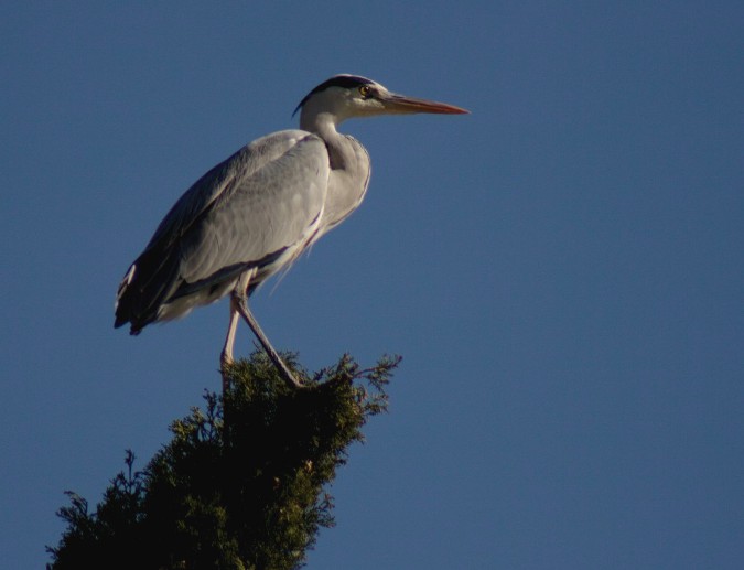 Ardea cinerea