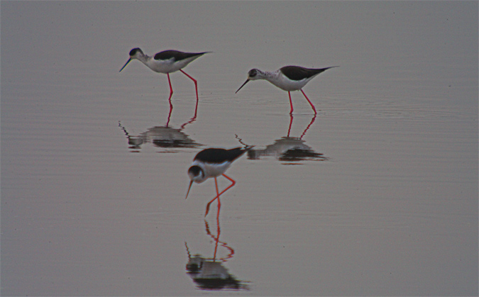 Cames llargues (Himantopus himantopus)