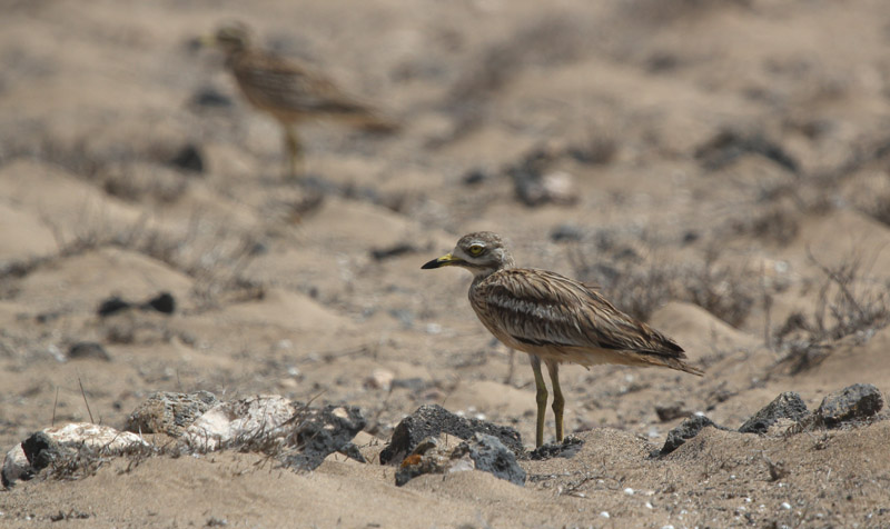 Torlit (Burhinus oedicnemus)