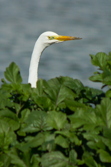 Agró blanc (Casmerodius albus)