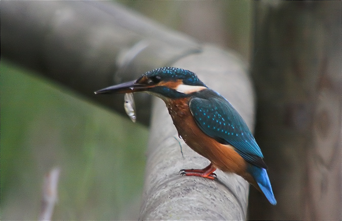 Blauet (Alcedo athis)