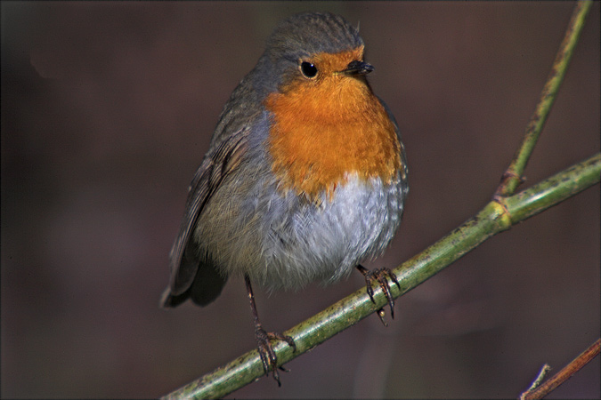 Pit- Roig (Erithacus rubecula)