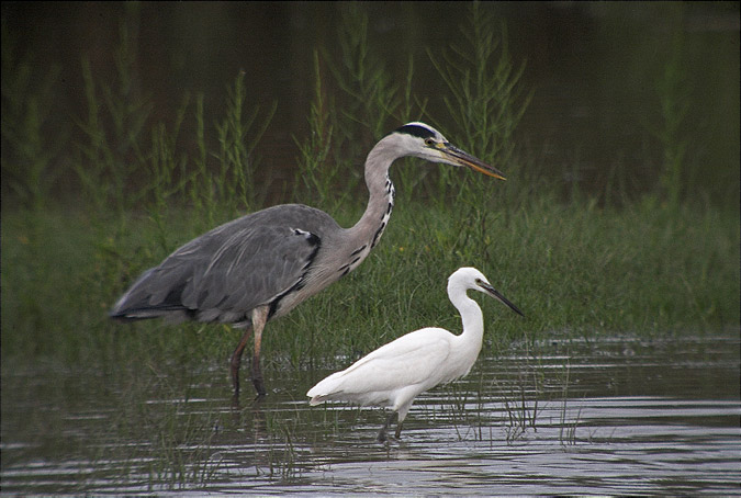 Bernat pescaire (Ardea cinerea) Martinet blanc