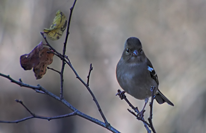 Pinsà comú (Fringilla coelebs)