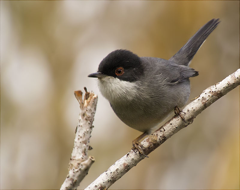 Mascle de Tallarol capnegre (Sylvia melanocephala)