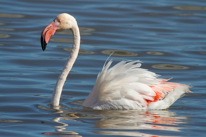 Cigne rosa? (Phoenicopterus roseus)