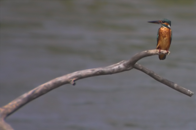 Blauet (Alcedo athis)