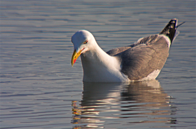 Gavia argentat (Larus argentatus) 1de2