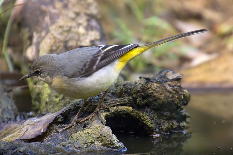 Femella de Cuereta torrentera (Motacilla cinerea)