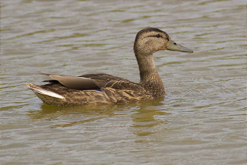 Ànec collverd (Anas platyrhynchos)