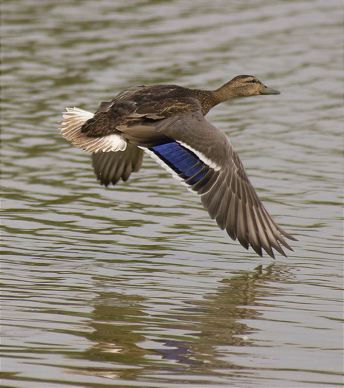 Ànec collverd (Anas platyrhynchos)