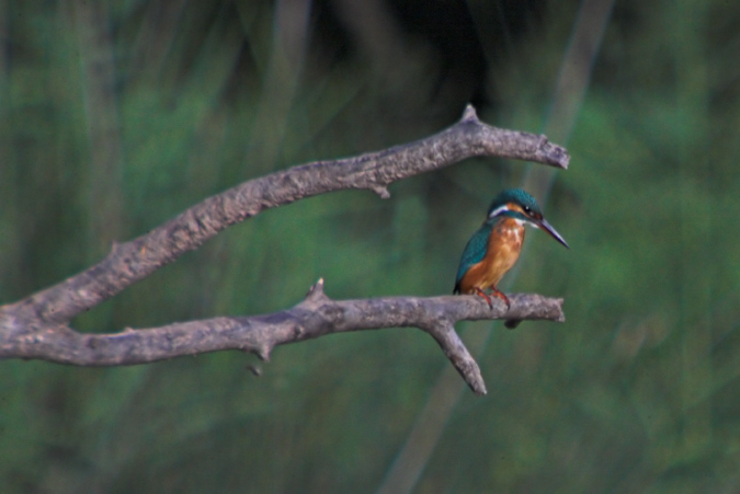 Blauet (Alcedo athis) 1de2