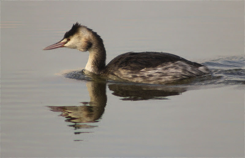 Cabussó emplomallat (Podiceps cristatus)