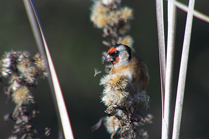 Cadernera (Carduelis carduelis)