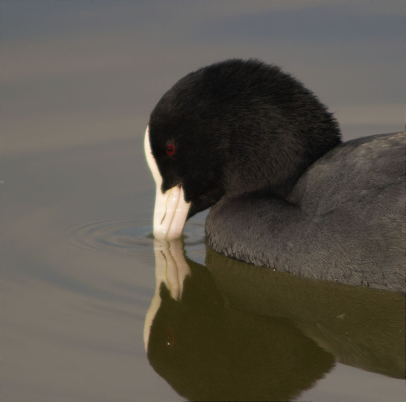 Fotja (Fulica atra)