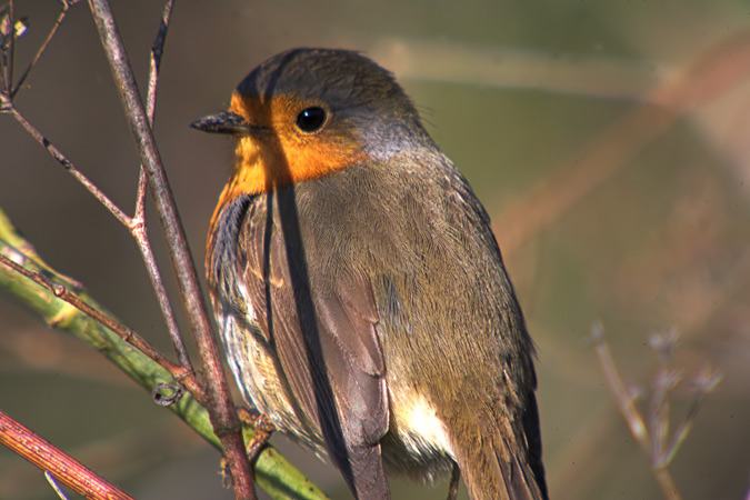 Pit - Roig (Erithacus rubecula)