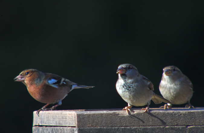 Pinsà comú (Fringilla coelebs) y amigos