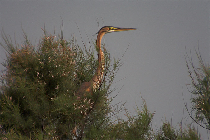 Agró roig (Ardea purpurea)