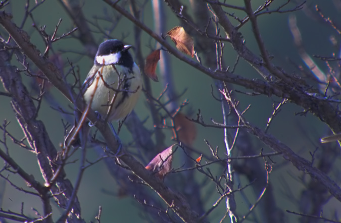 Mallerenga carbonera (Parus major)