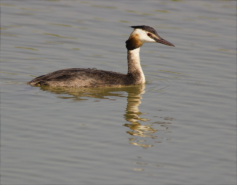 Cabussó emplomallat (Podiceps cristatus)