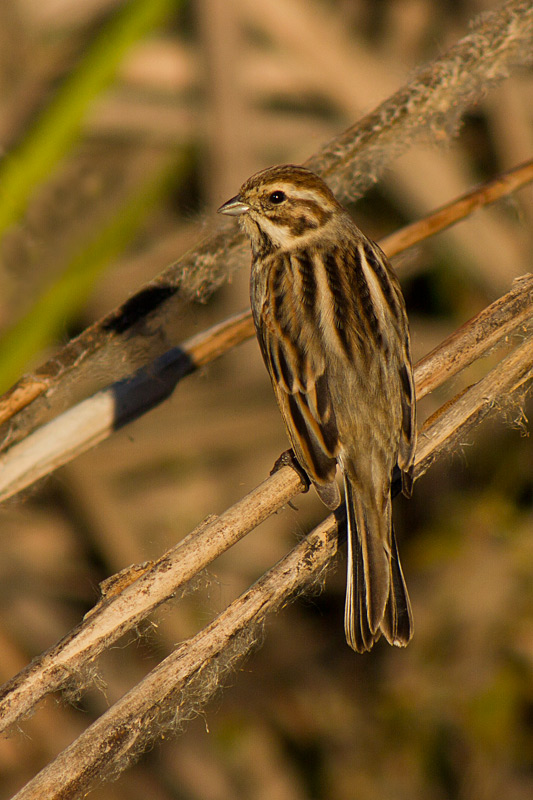 Repicatalons (Emberiza schoeniclus)