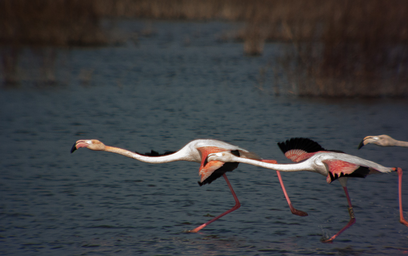 Flamenc (Phoenicopterus ruber)