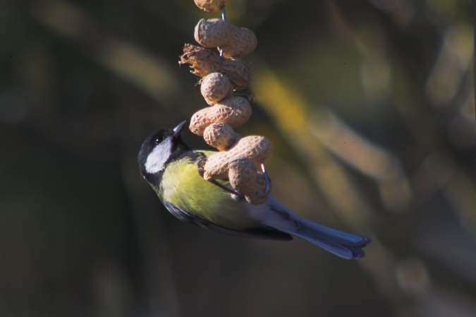 Mallerenga carbonera  (Parus major)