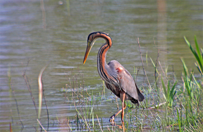 Agró roig (Ardea purpurea)