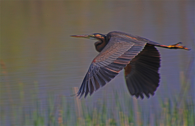 Agró roig (Ardea purpurea)