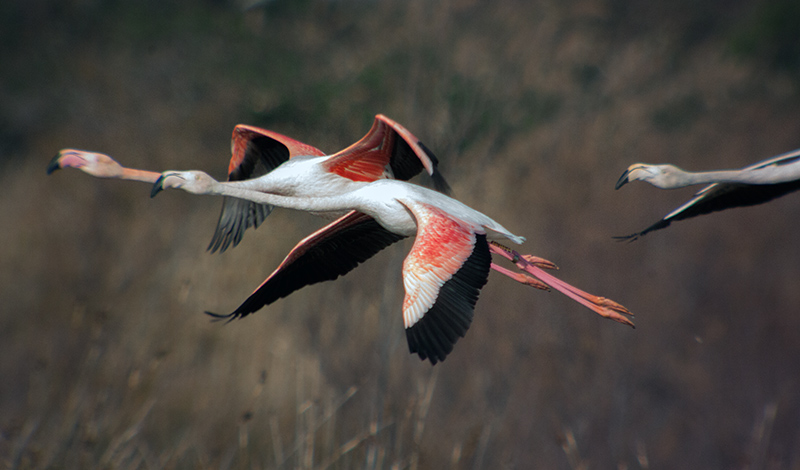 Flamenc (Phoenicopterus ruber)