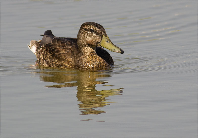 Ànec collverd (Anas platyrhynchos)