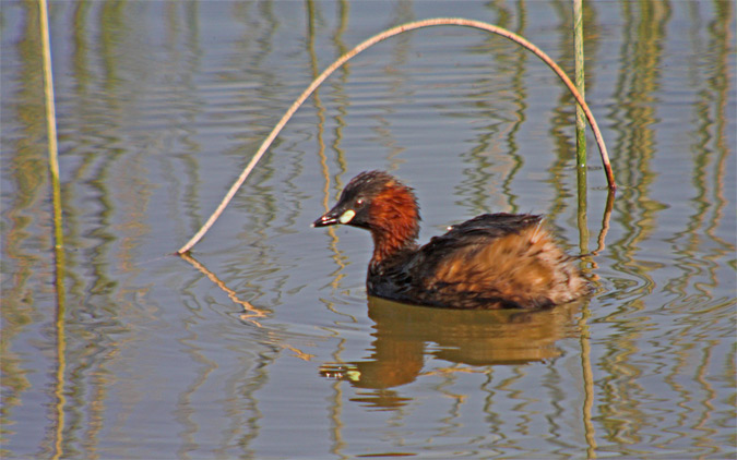 Cabusset (Tachybaptus ruficollis)