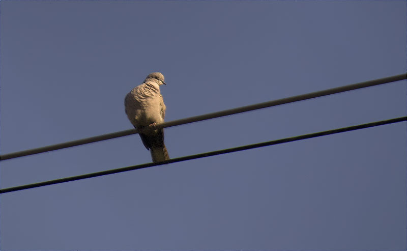 Tórtora turca (Streptopelia decaocto)