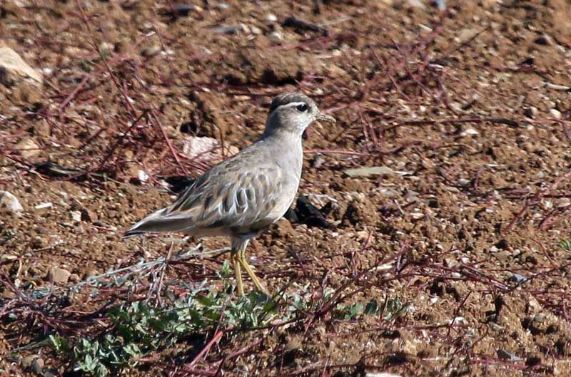 Corriol pit-roig (Charadrius morinellus)