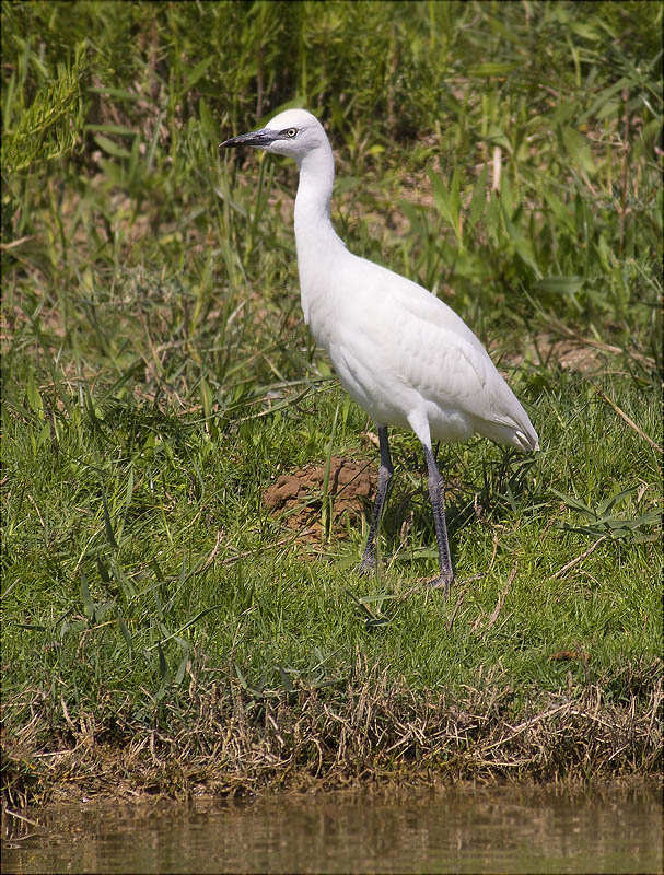 Jove de Esplugabous (Bubulcus ibis)