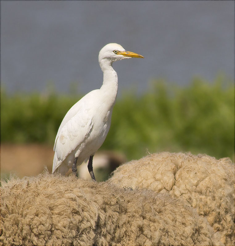 Esplugabous (Bubulcus ibis)