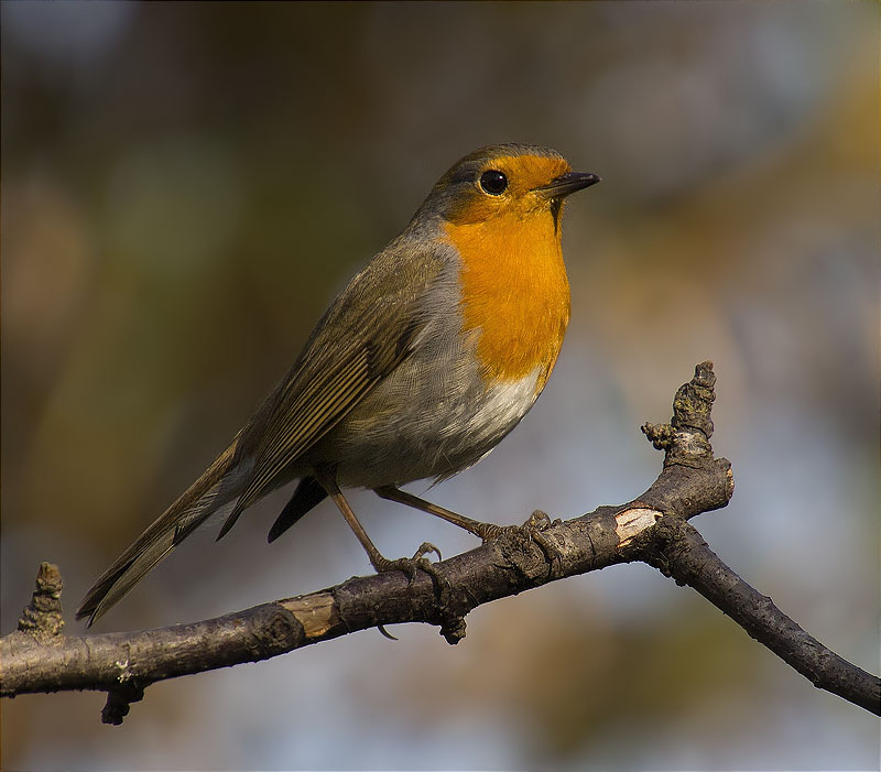 Pit roig (Erithacus rubecola)