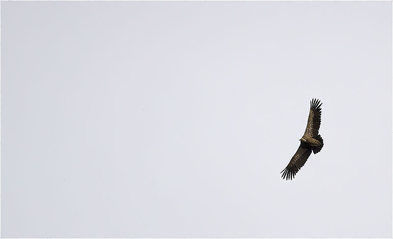 Voltor comú (Gyps fulvus)